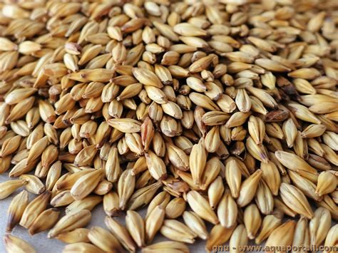 malt définition